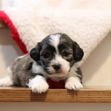 Cooper | image 2