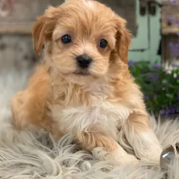 Lenny