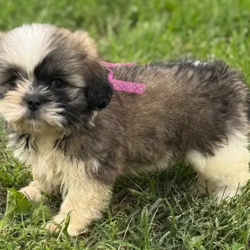 Greta