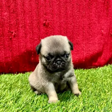 Brielle | image 2