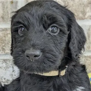 Melvin | image 2