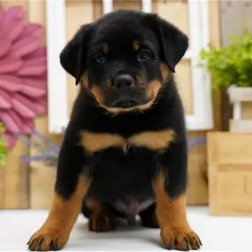 Karter | image 7