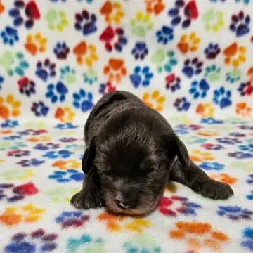 Niko | image 2