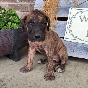 Baron | image 2