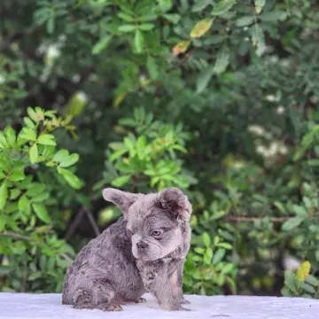 Tater | image 3