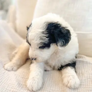 Bobby