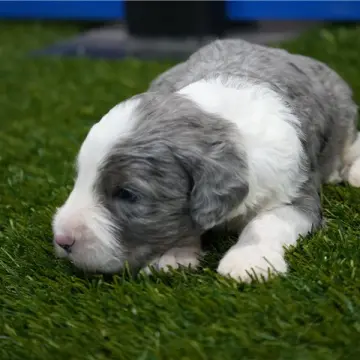 Clifford | image 3
