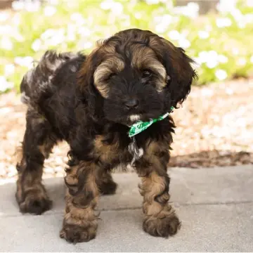 Gizmo | image 2