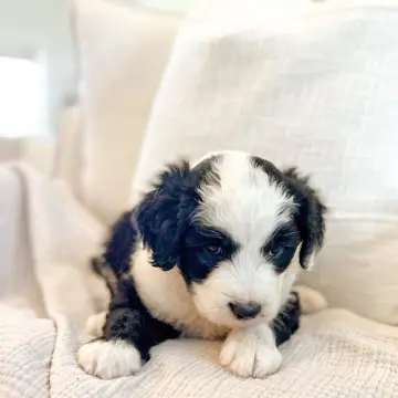 Bastian | image 2