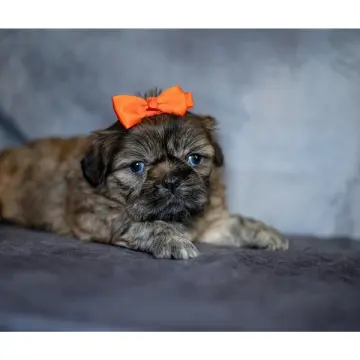 Sherri | image 2