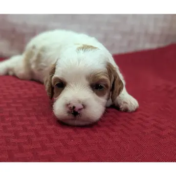 Jeremy | image 6