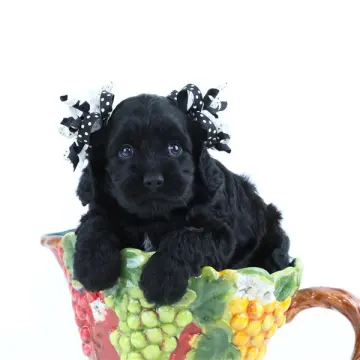 Holly | image 5
