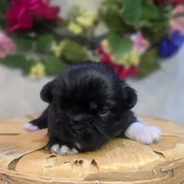 Piper | image 2