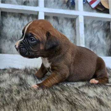 Jace | image 5