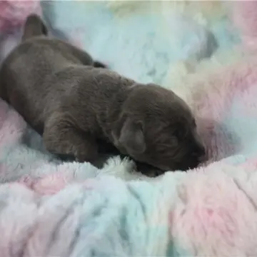 Jace | image 4