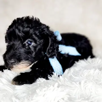 Finn | image 7