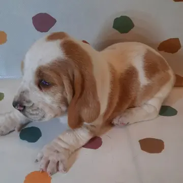 Nigel | image 2