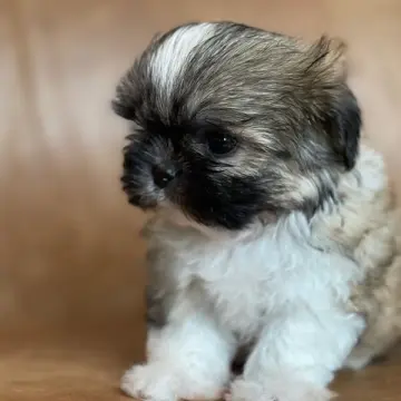 Bella
