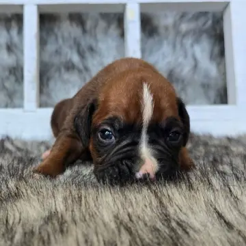 Jace | image 4