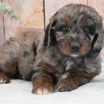 Monty | image 9