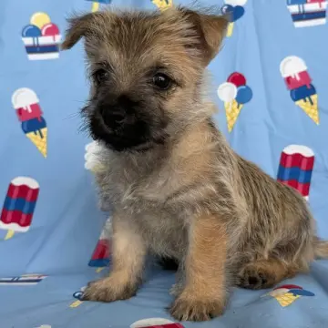 Bart