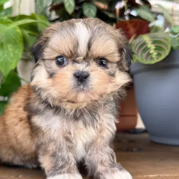 Titus