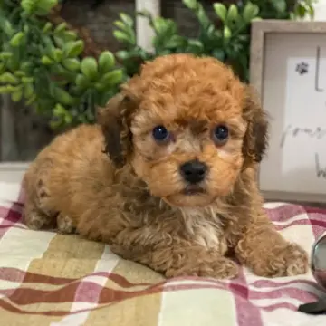 Luca | image 3