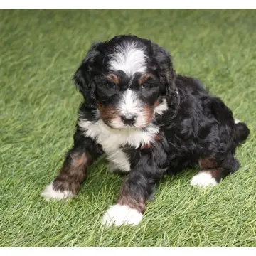 Ralphie | image 3