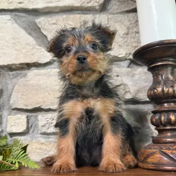 George | image 3