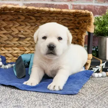Bruno