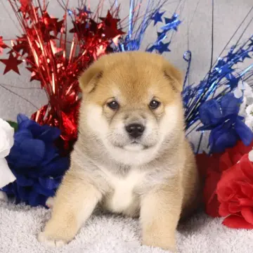 Meeko