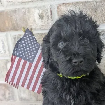 Nigel | image 3