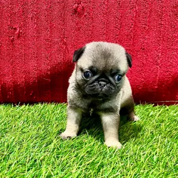 Bailey | image 3