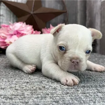 Marlo