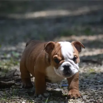 Otis | image 2
