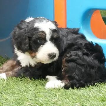 Addie | image 3