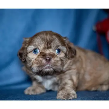 Shaggy | image 4