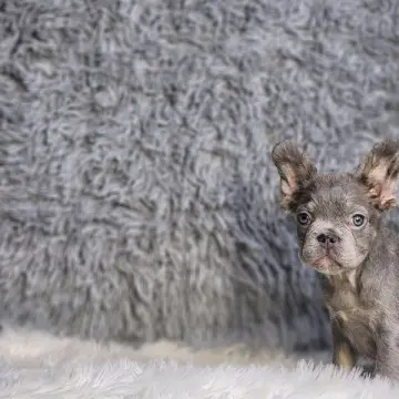 Tater