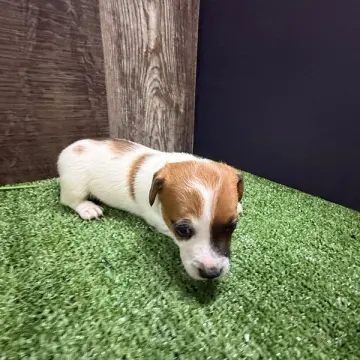 Ziggy