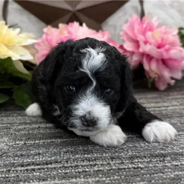 Zeus | image 2