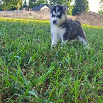 Tatum | image 4