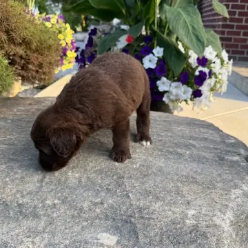 George | image 4
