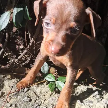 Buster Brown | image 5