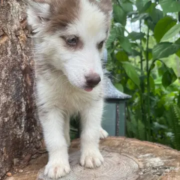 Athena | image 2