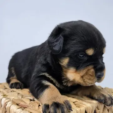 Rufio | image 2