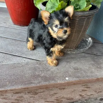 Lillian | image 6