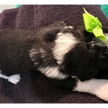 Daisy | image 4