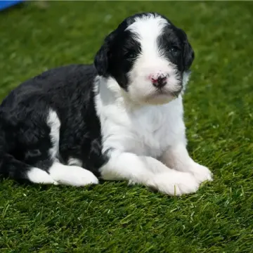 Piper | image 2
