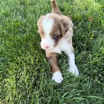 Gustavo | image 3