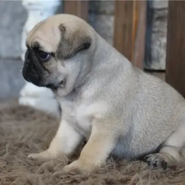 Callie | image 6